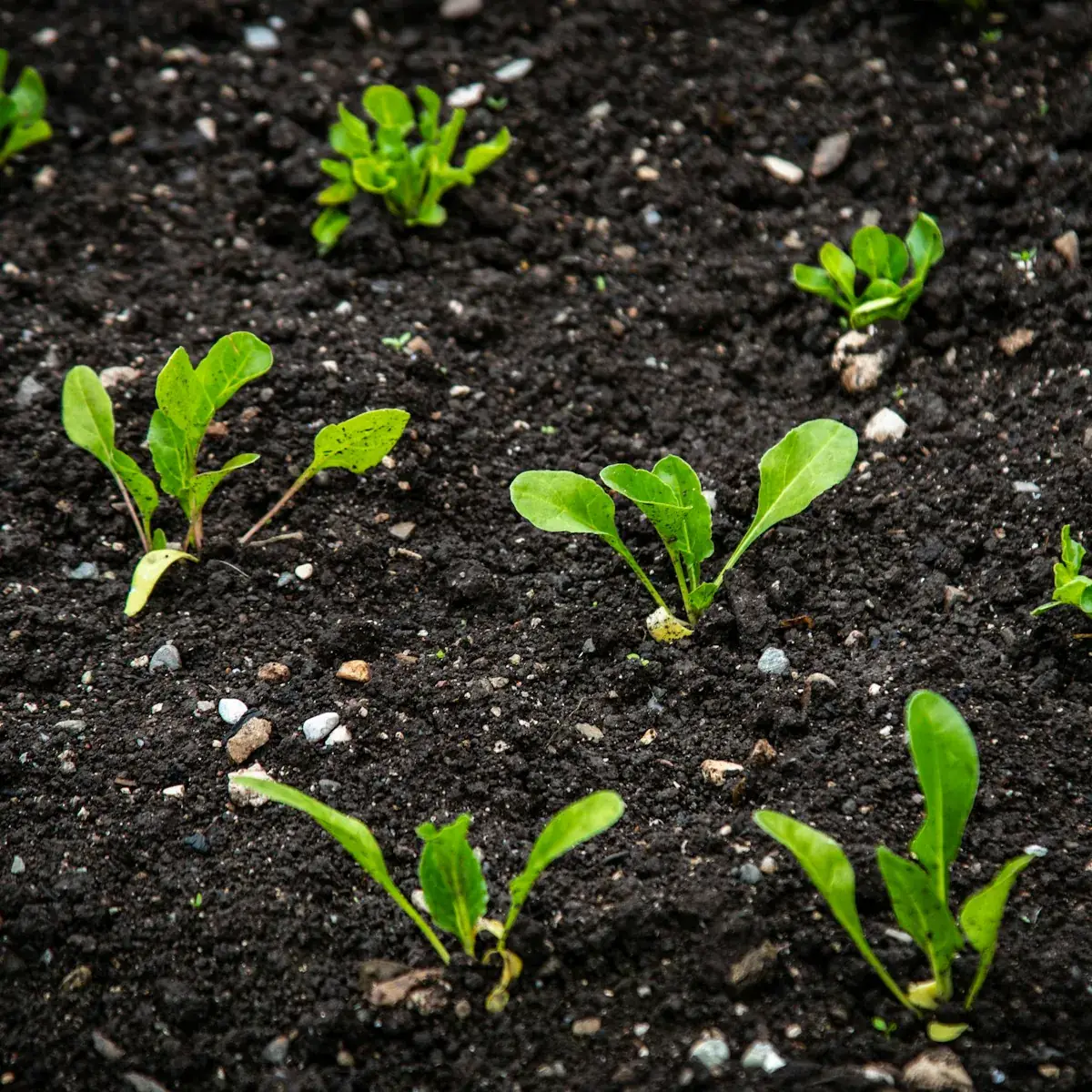Close view of plants during the growing cycle