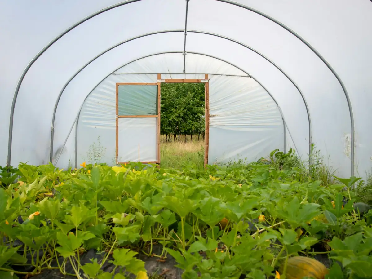 Greenhouse aisles with protected cultivation