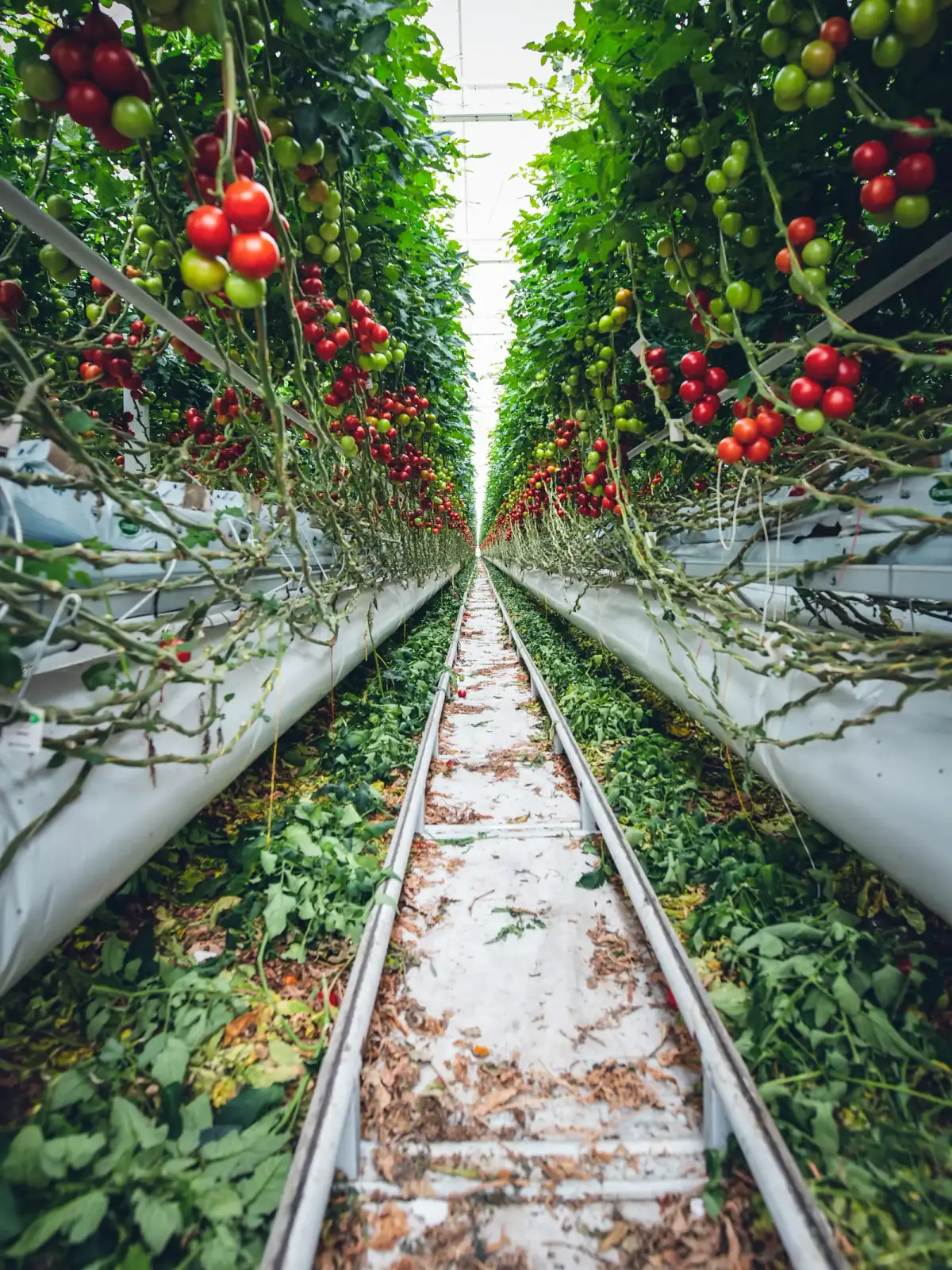 Solar-powered greenhouse in Dimal, Berat