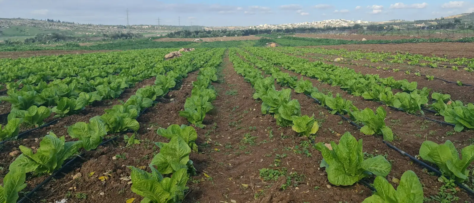 Cultivated fields on the Agrofid site