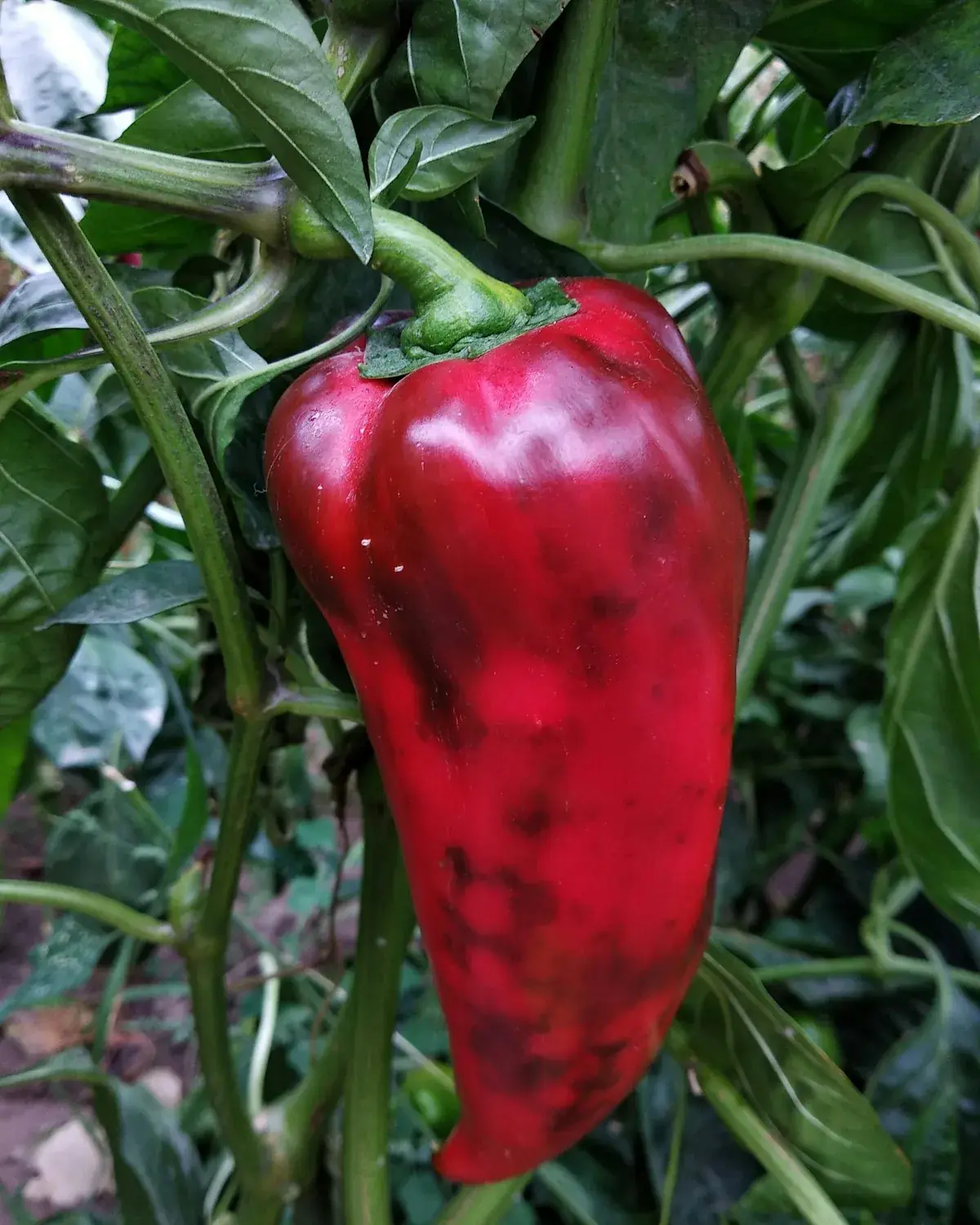 Peppers from Agrofid production