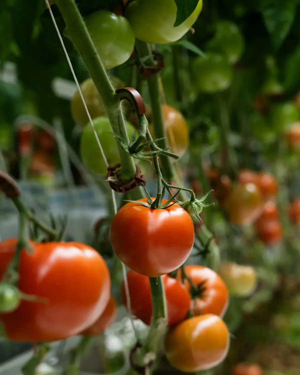 Tomatoes from Agrofid production